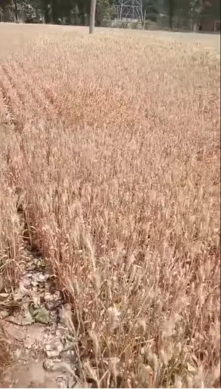 河南干旱部分农户提前割麦，农业部门：将救灾资金用于灌溉打井  第1张