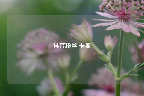 抖音粉丝 卡盟  第1张