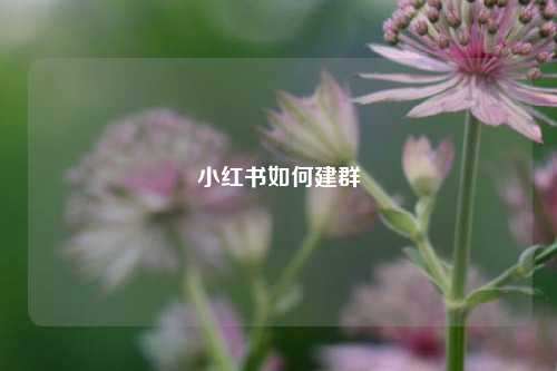 小红书如何建群  第1张